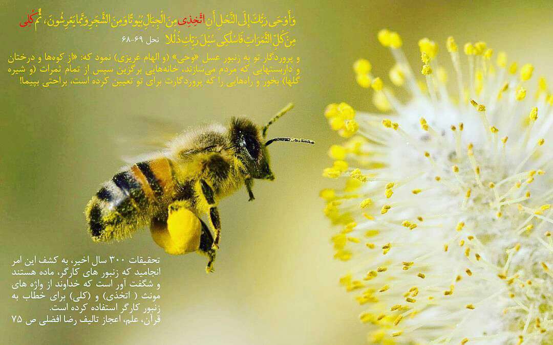 اعجازی از قرآن درباره زنبور عسل